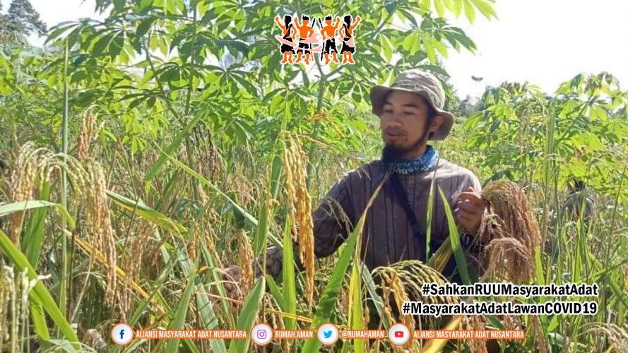 Panen untuk Lumbung Pangan, Sembari Tetap Melawan COVID-19