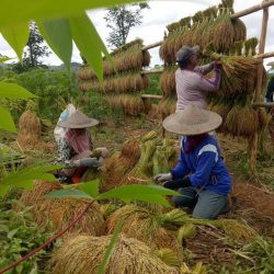 Pernyataan Sikap Bahaya Menyandarkan Pangan Nasional Pada Korporasi Pangan